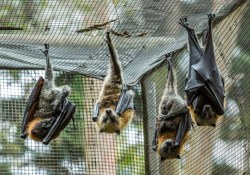 Four fruit bats hanging upside down from mesh enclosure ceiling at wildlife sanctuary, displaying their furry bodies and wing membranes in natural resting position.