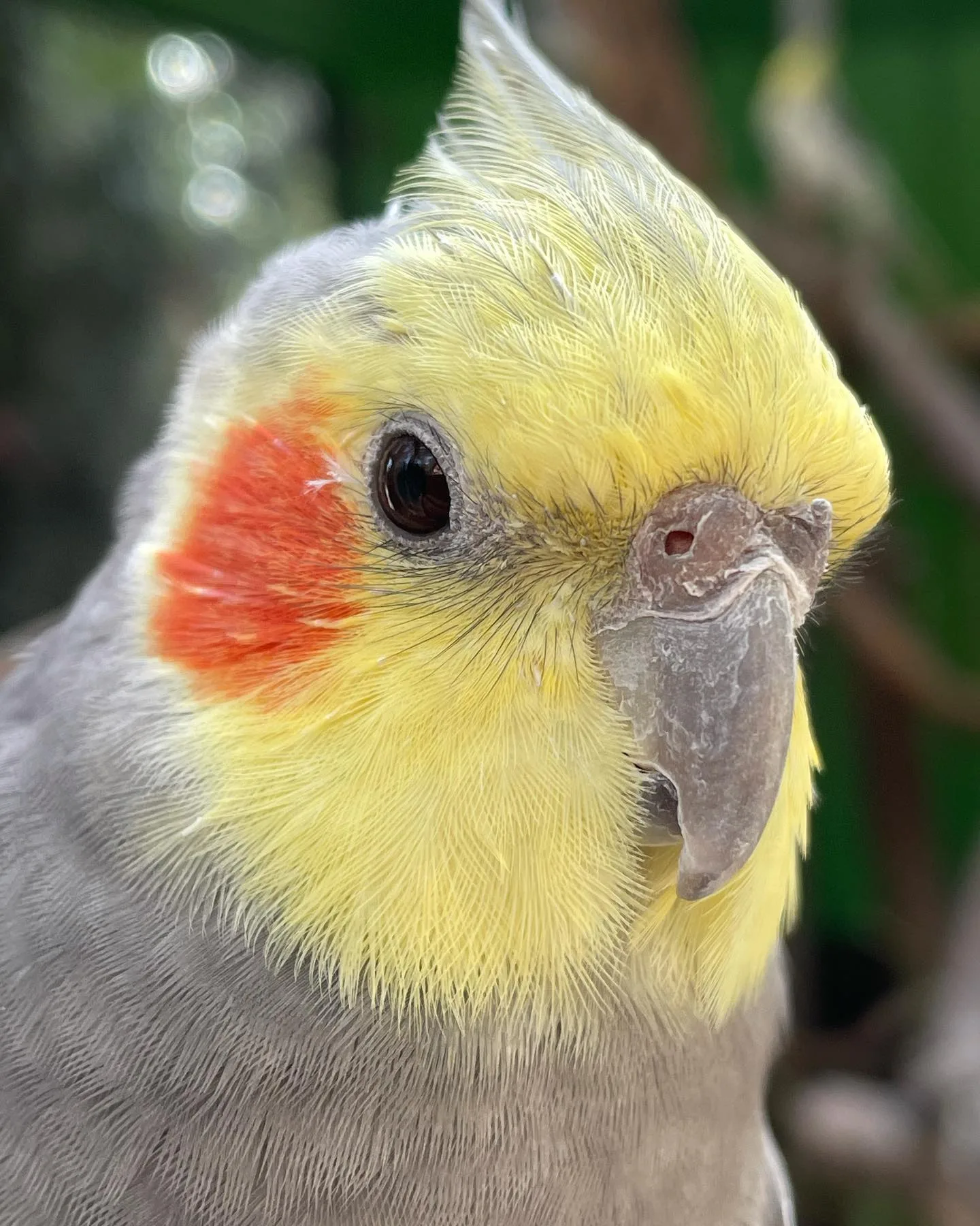 Close-up of a cockatiel with bright yellow feathers, orange cheek patches, and a distinctive crest at Koala Park Sanctuary Sydney