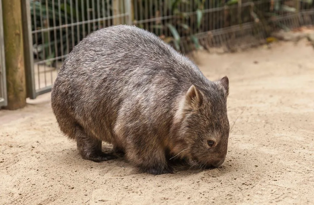 A wombat with coarse brown fur sits on sandy ground in an enclosure at the wildlife sanctuary, surrounded by wire fencing.