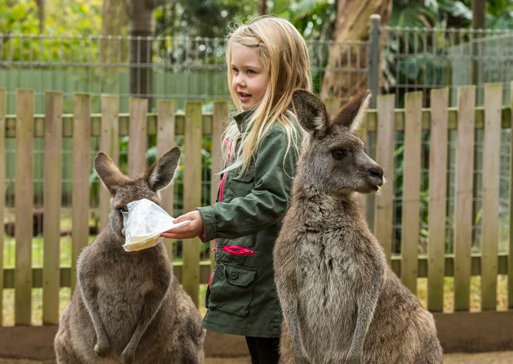 Young girl in green uniform bottle-feeding a kangaroo while another kangaroo sits nearby in fenced outdoor enclosure at wildlife sanctuary