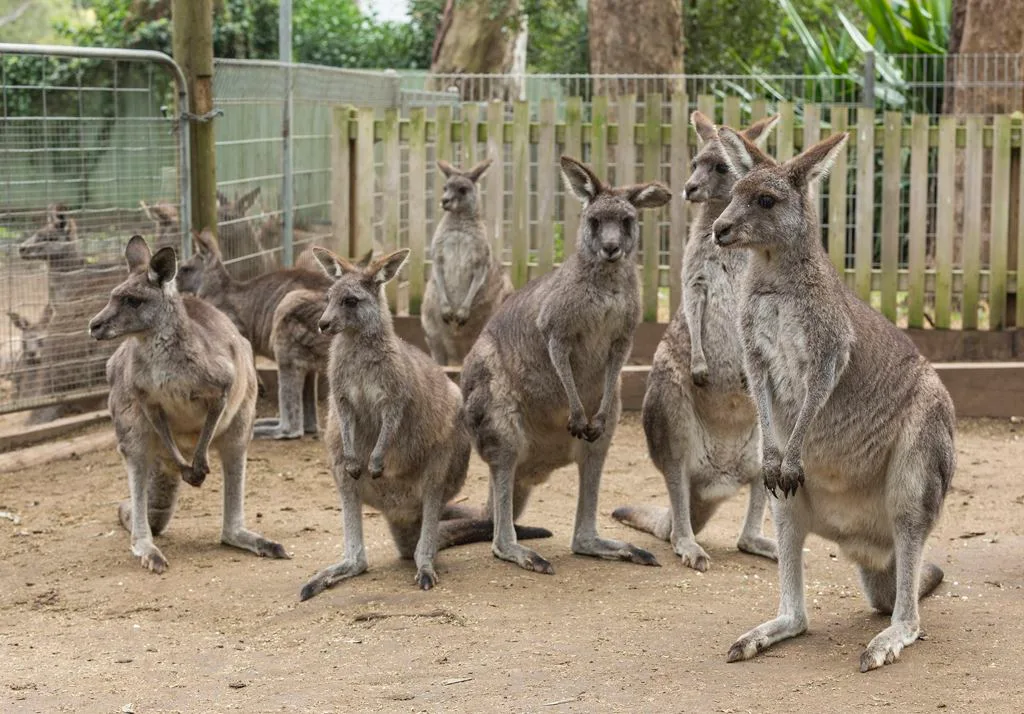 Group of kangaroos standing on sandy ground in a fenced enclosure at wildlife sanctuary, with wooden barriers and green trees visible in background