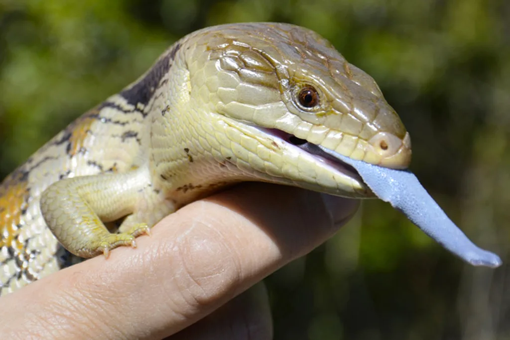 Blue-tongued lizard displays its distinctive bright blue tongue while being safely handled at wildlife sanctuary