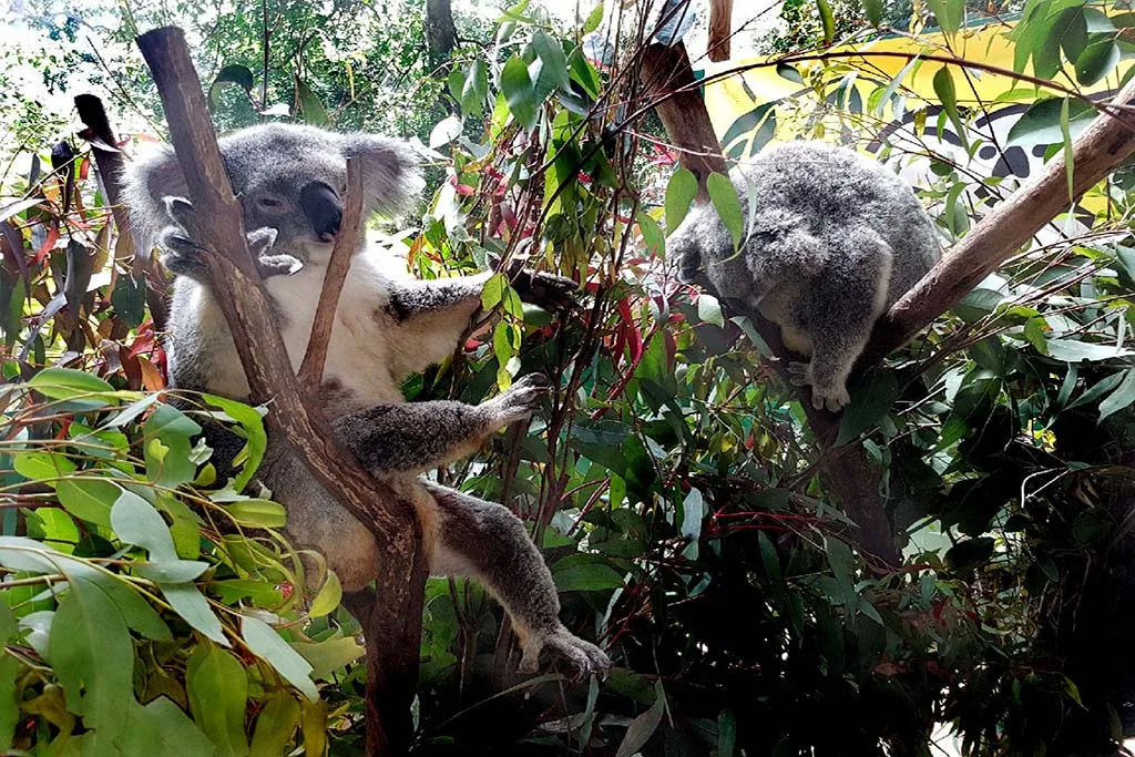 Two gray koalas resting in eucalyptus trees at Koala Park Sanctuary, with one koala sitting upright while another sleeps nearby among green foliage