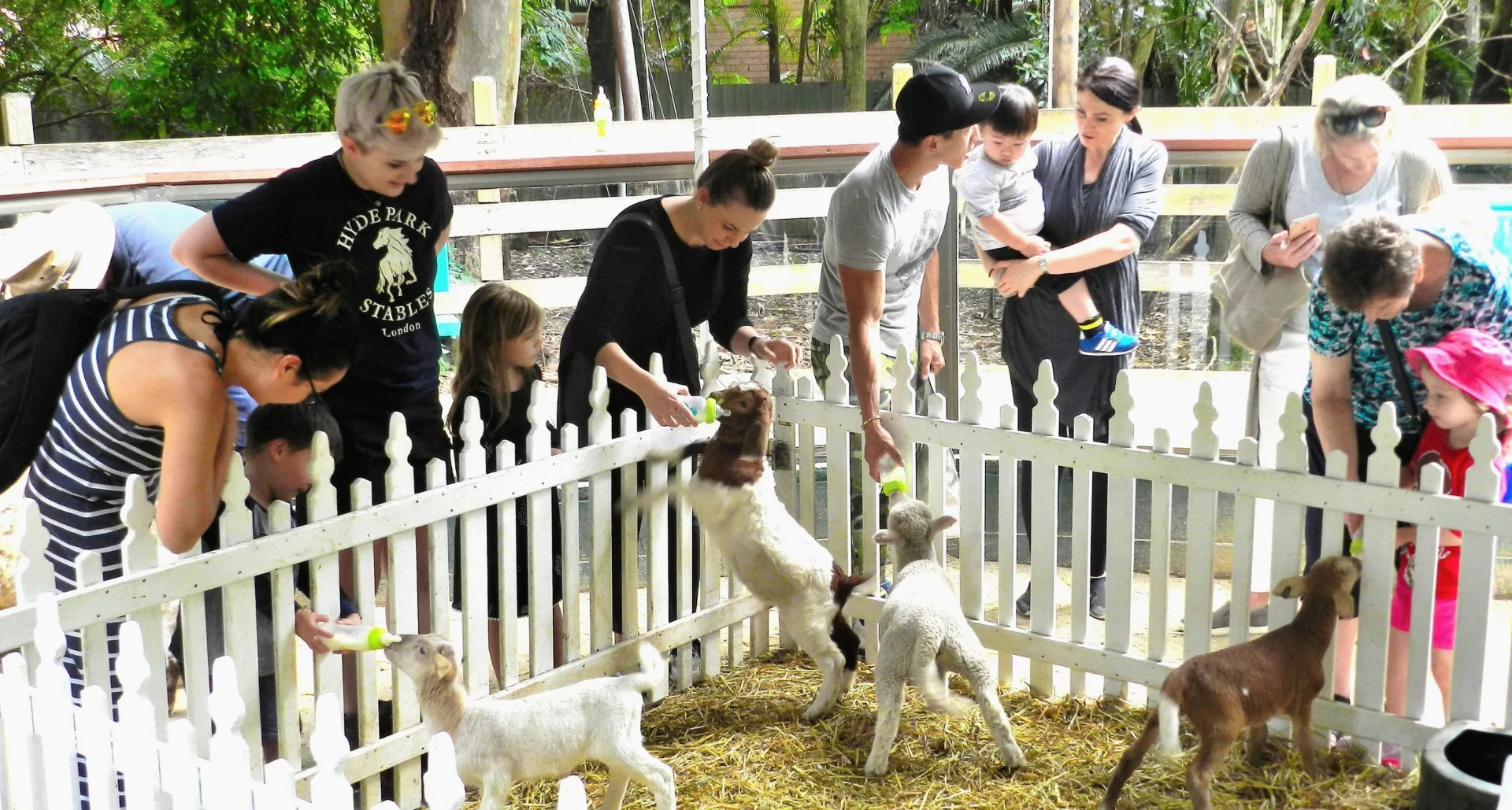 Families with children feeding and petting young goats and sheep in a white-fenced enclosure with hay flooring at an interactive farm experience