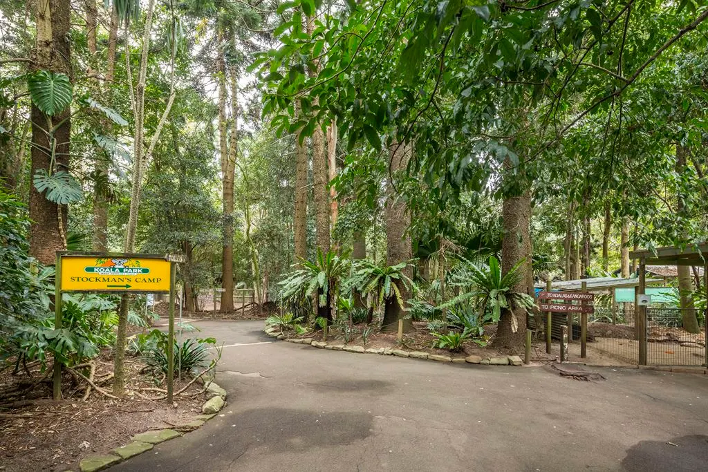 Tree-lined entrance to Koala Park Sanctuary with paved pathways, wooden signage, and lush native vegetation creating natural shade for families exploring the wildlife sanctuary.