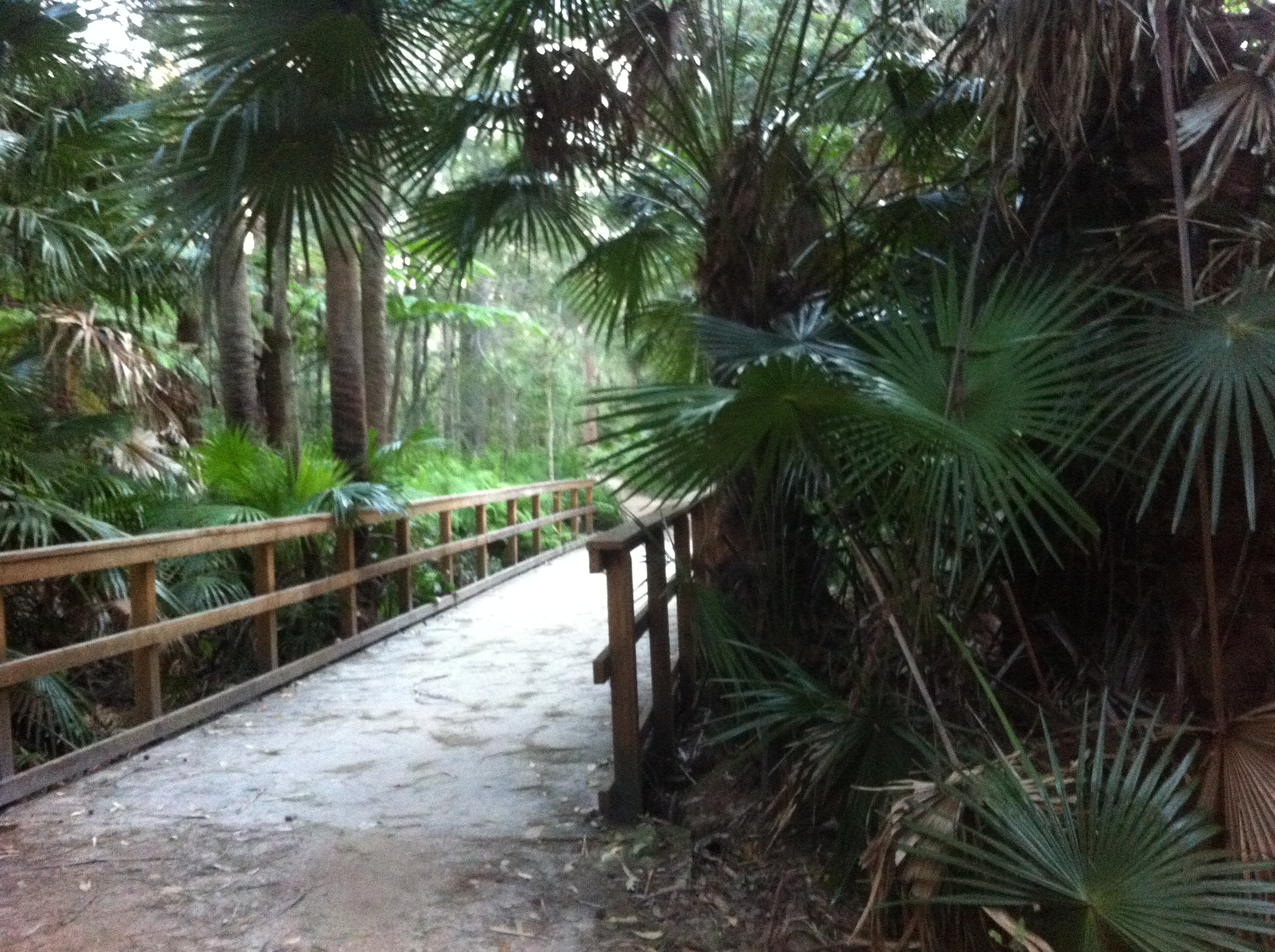 Timber boardwalk with railings winding through dense cabbage-tree palms and rainforest along the Narrabeen Lagoon Trail.