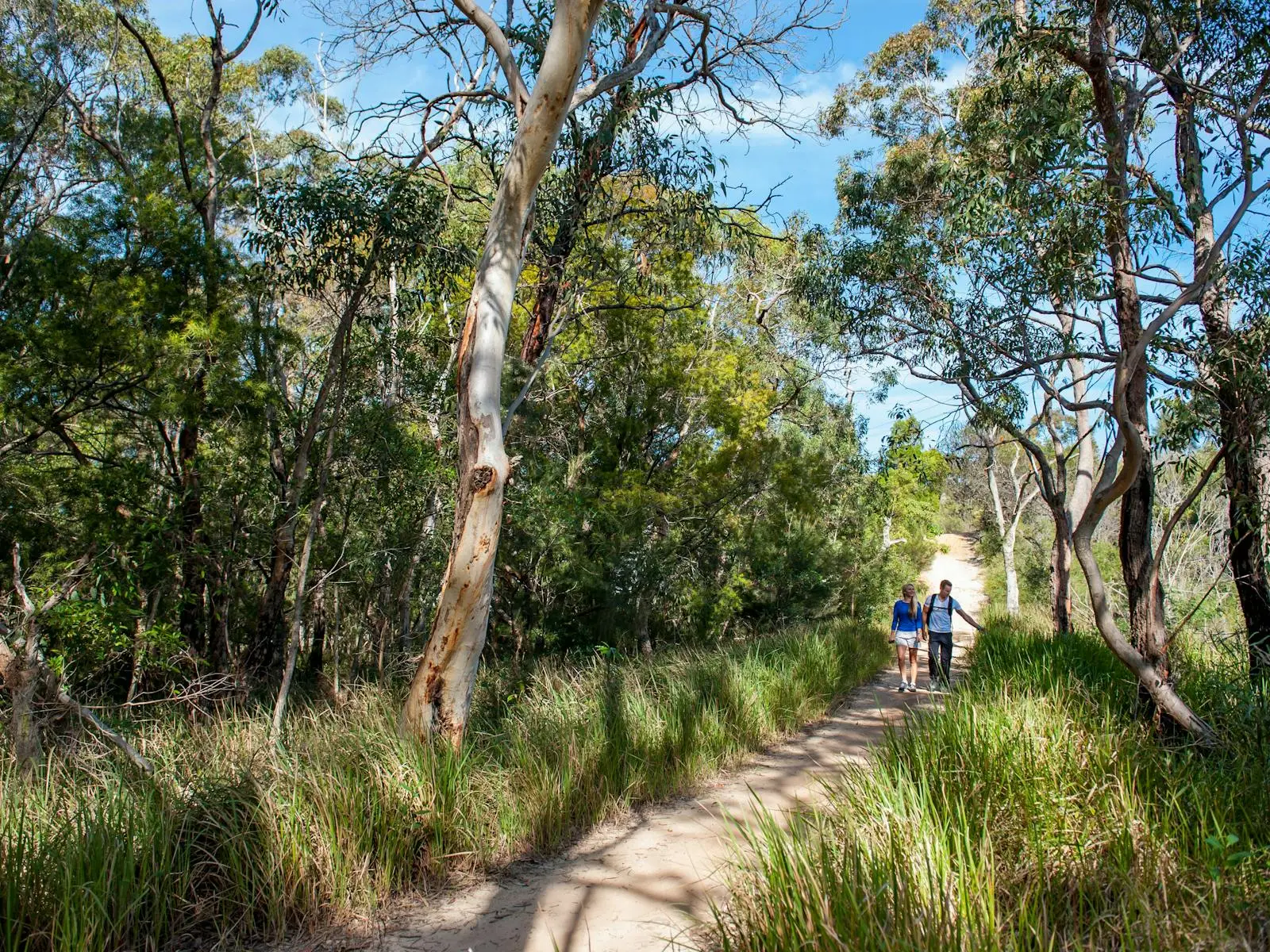 Two people walking along a sandy bushland trail surrounded by eucalyptus trees and native grasses, with dappled sunlight filtering through the canopy at Manly Dam.
