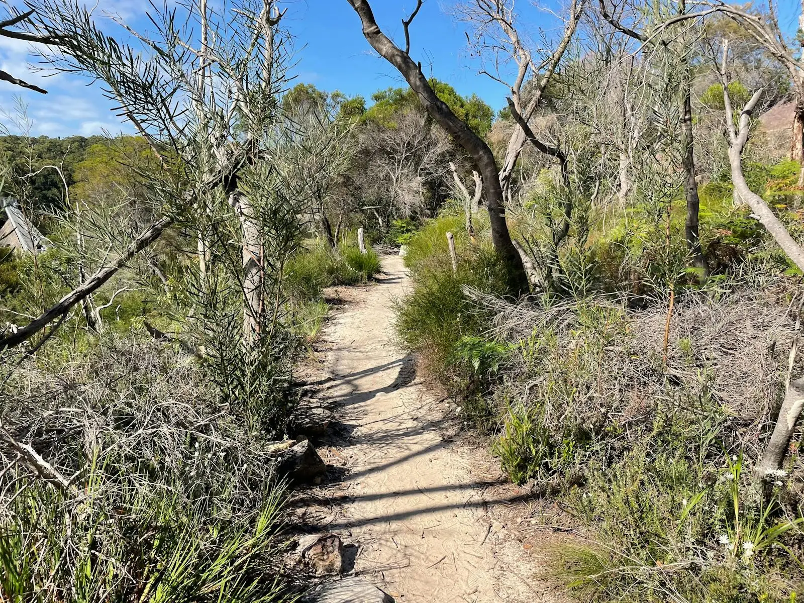 Wooden boardwalk trail winds through native bushland with shade trees and accessible path suitable for families exploring Manly Dam.