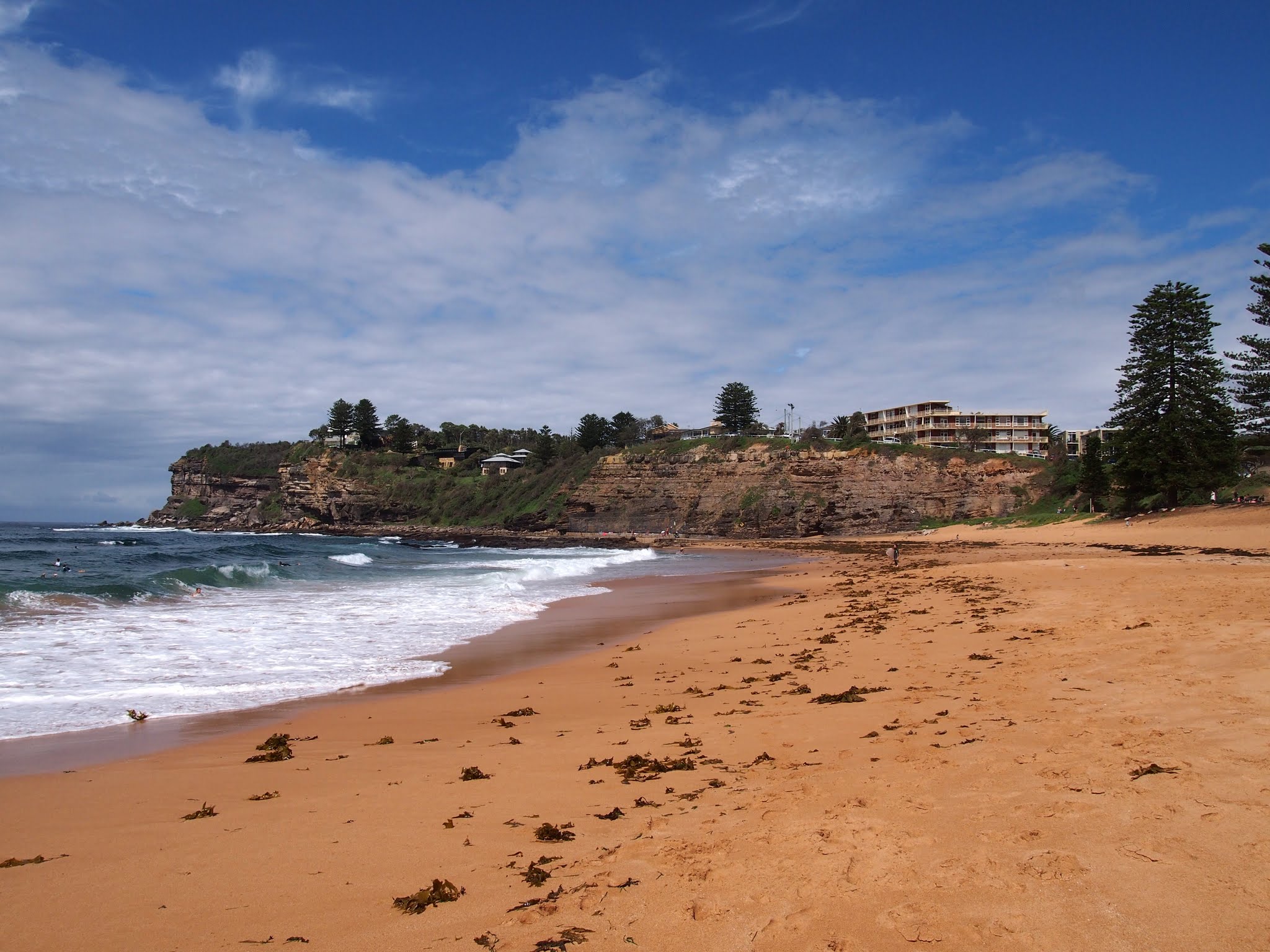 Avalon Beach looking south to the sandstone headland, with golden sand, breaking surf and Norfolk pines.