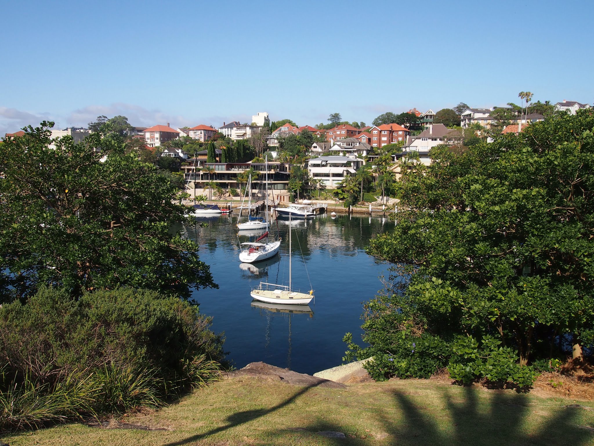 Sheltered harbour cove with moored sailing boats on calm water, viewed through trees on the foreshore reserve with waterfront houses on the far bank.