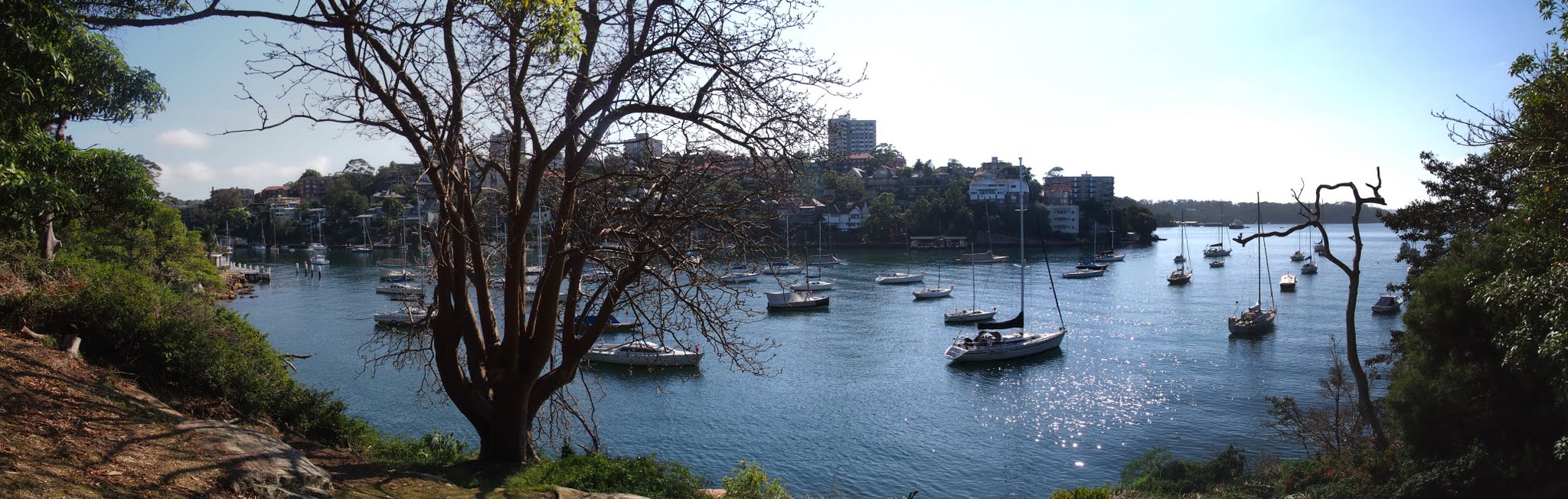 Wide panorama of Mosman Bay with many moored yachts on the harbour, framed by trees on the Cremorne Point foreshore.