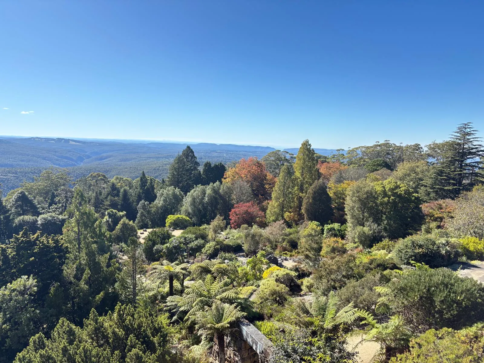 Scenic botanic garden with winding pathways through diverse trees displaying autumn colors, overlooking mountain ranges under clear blue sky.