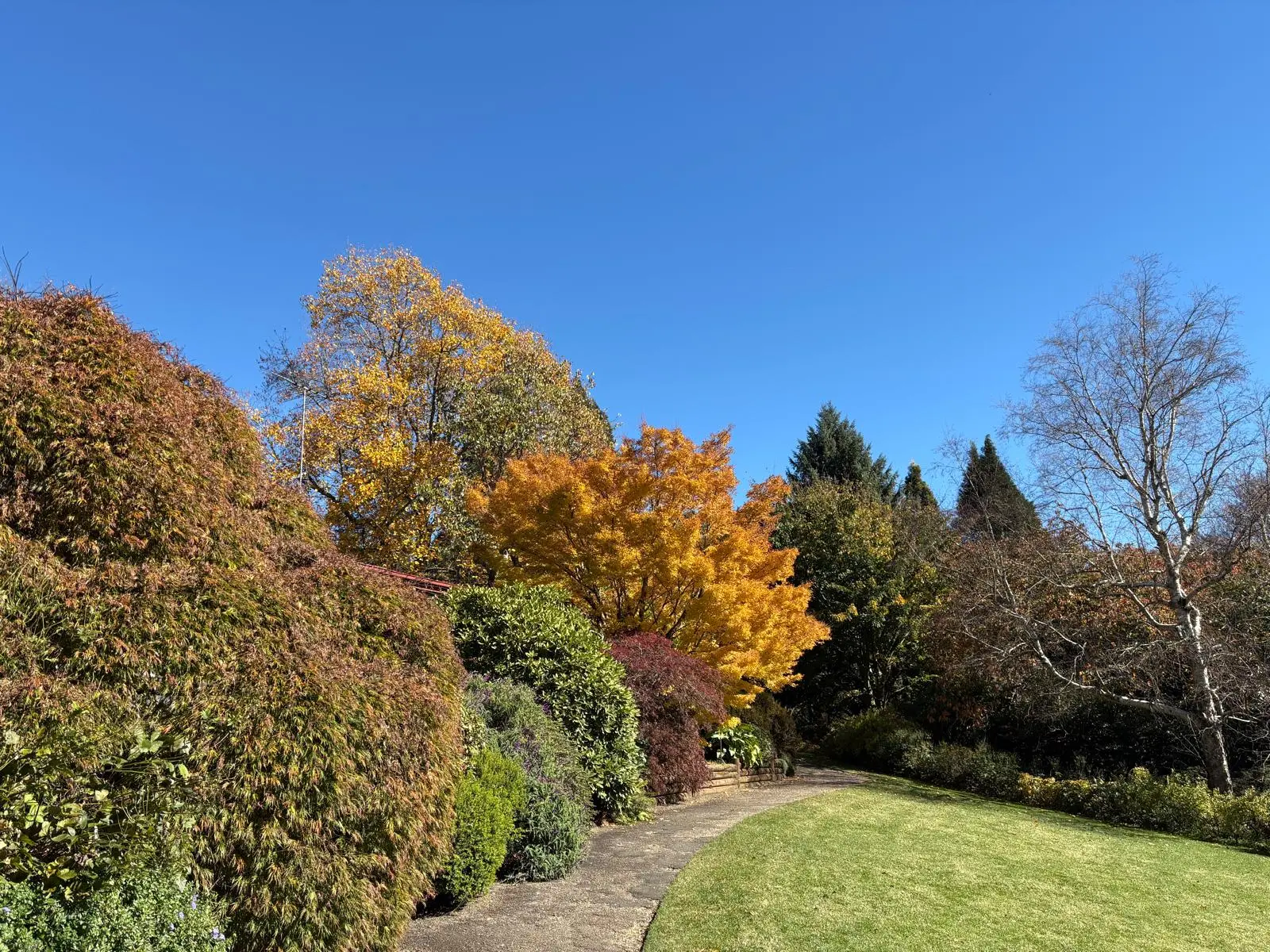 Paved pathway winds through landscaped garden with vibrant autumn foliage in yellow, orange and red, surrounded by evergreen trees and manicured lawn under clear blue sky.