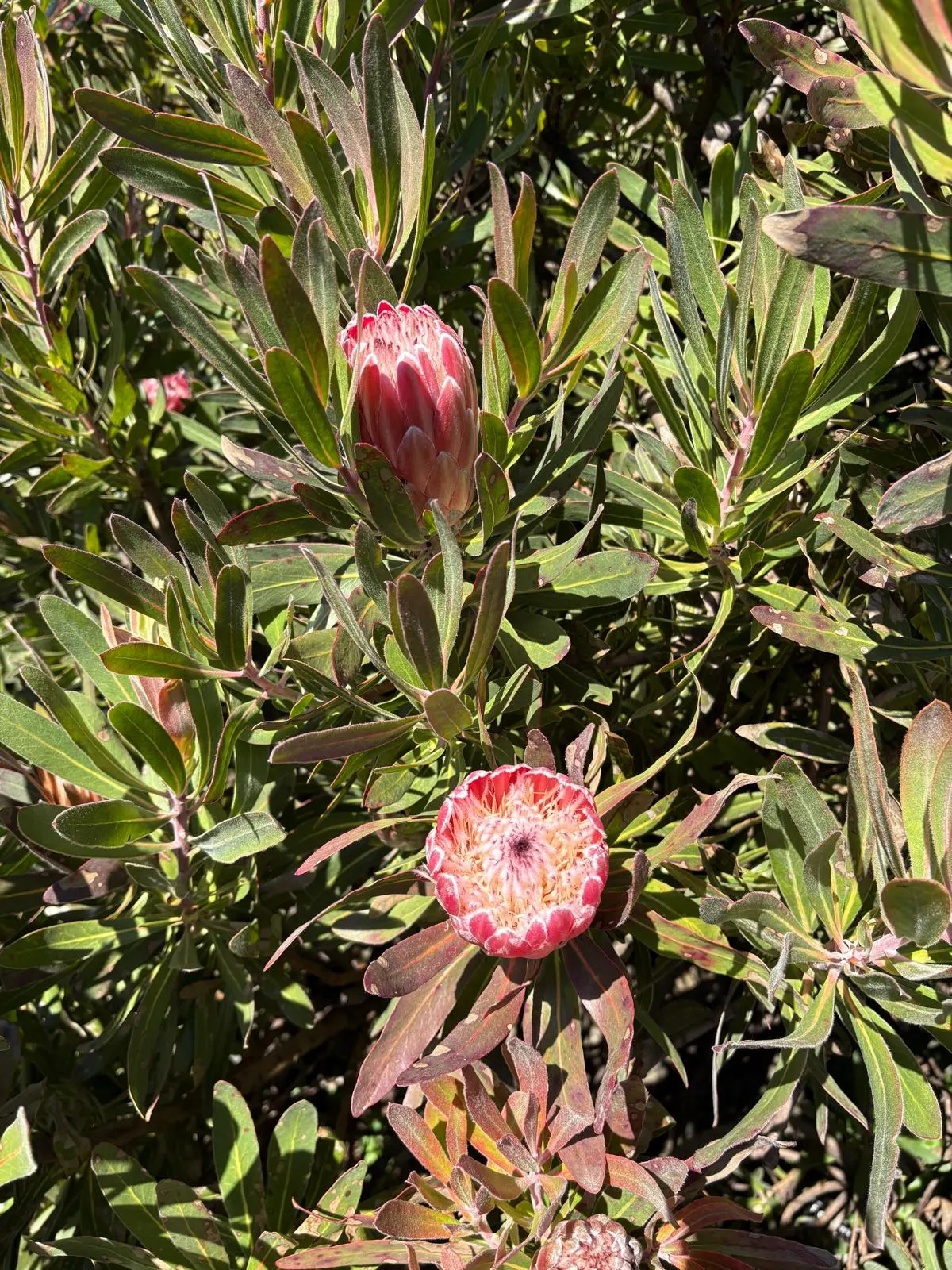 Vibrant pink and white protea flowers blooming among green foliage in the botanic garden's native plant collection