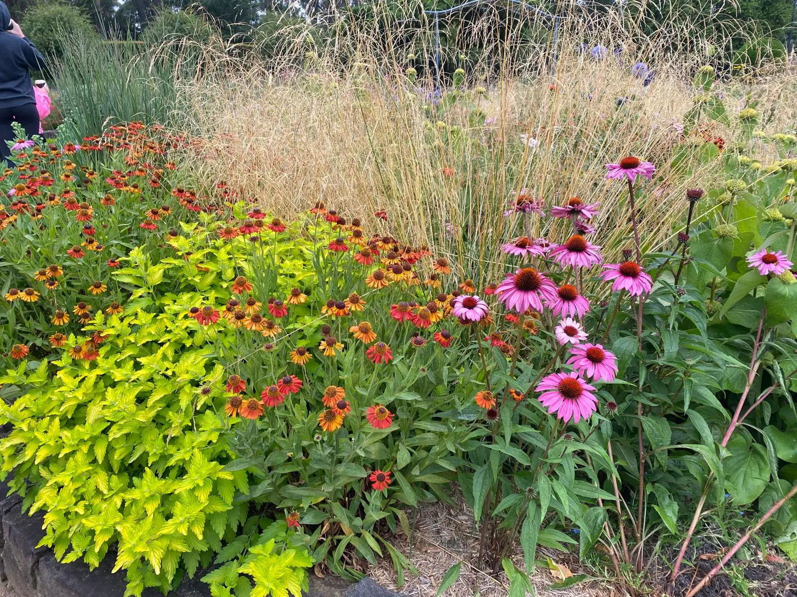 Colorful perennial garden bed with purple coneflowers, orange and red daisy-like blooms, bright green foliage, and ornamental grasses creating a vibrant botanical display