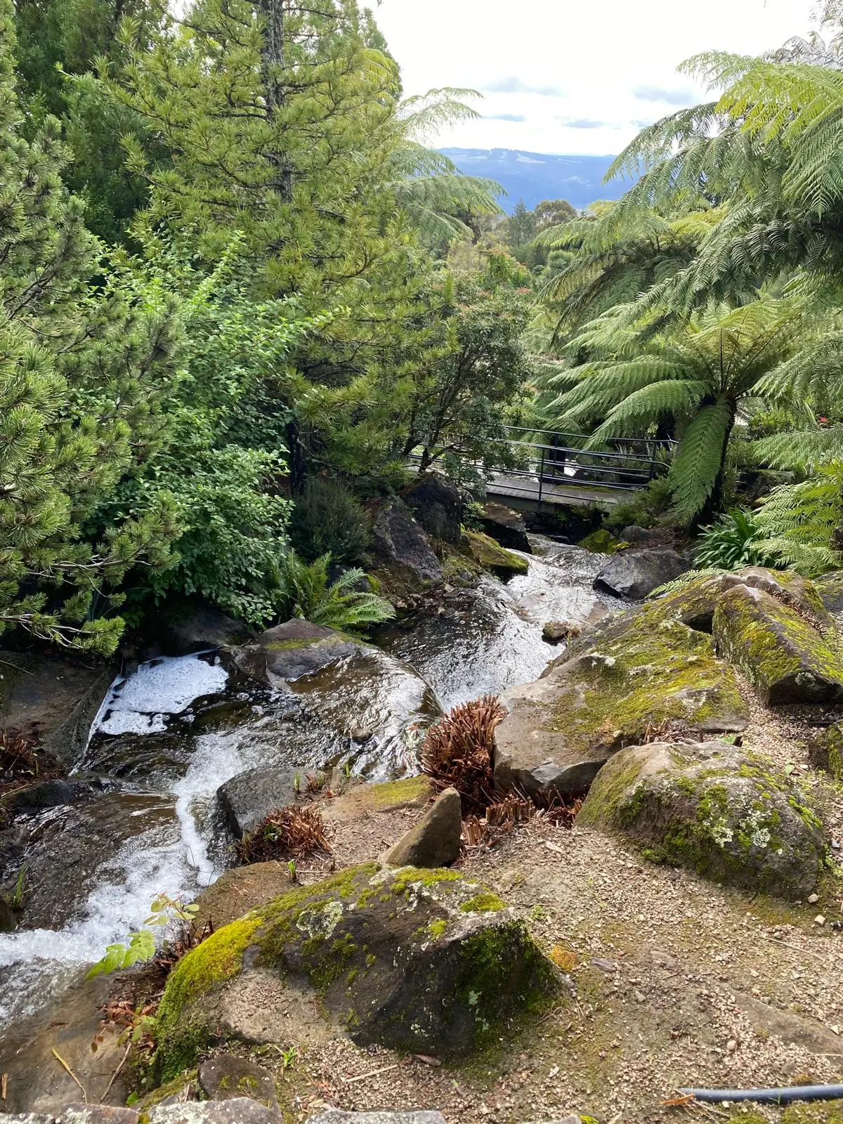 Moss-covered rocks and boulders line a flowing creek through lush fern forest, with a walking bridge visible in the background for safe creek viewing.