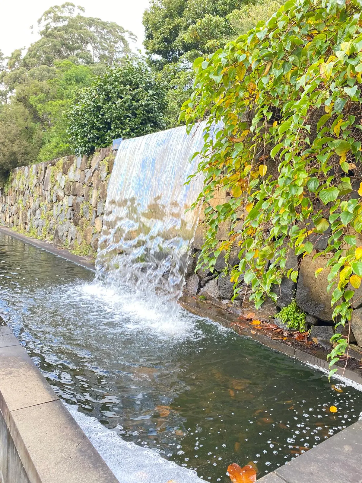 Water feature with cascading waterfall flowing into shallow pool surrounded by stone retaining wall and lush green climbing vines, creating a tranquil garden setting with safe viewing areas.