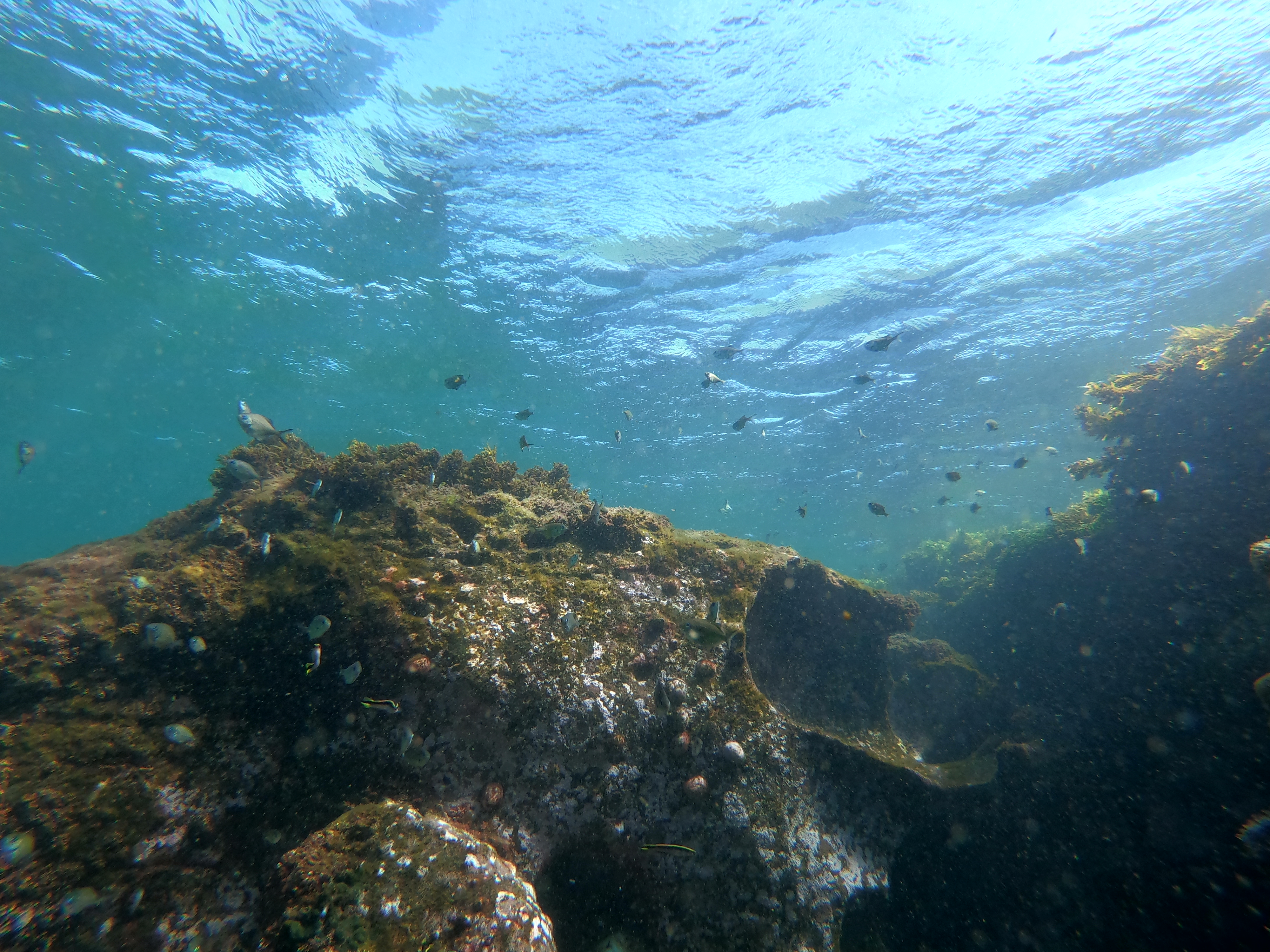 Long Reef Aquatic Reserve rock platform and headland