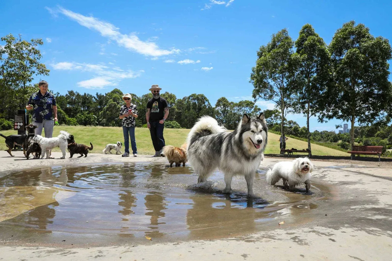 Dogs of various sizes playing in a shallow water feature at Sydney Park while their owners supervise nearby, with green parkland and trees in the background.
