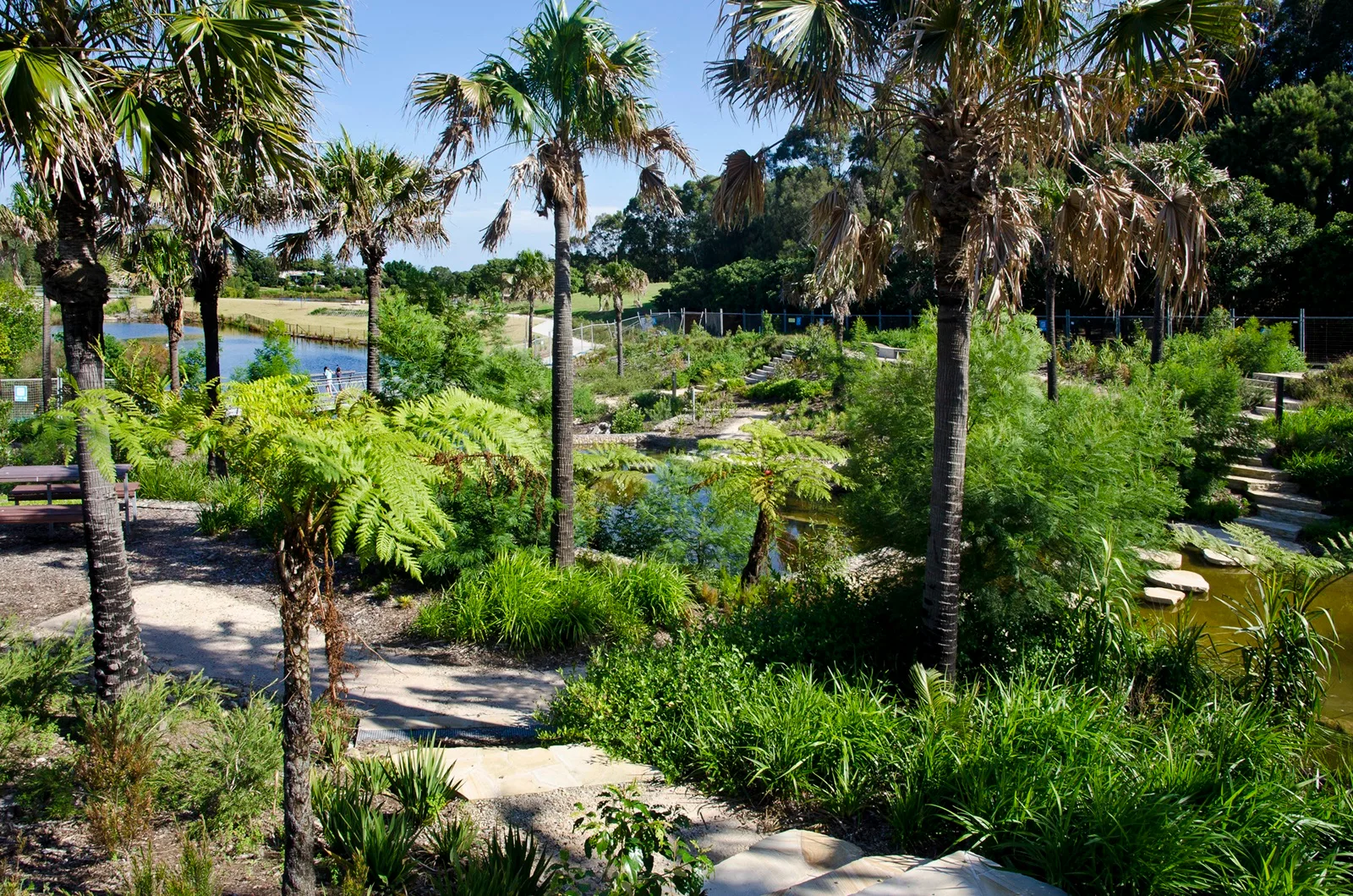 Lush tropical garden with palm trees, ferns, and winding pathways leading to water features and pond areas at Sydney Park.