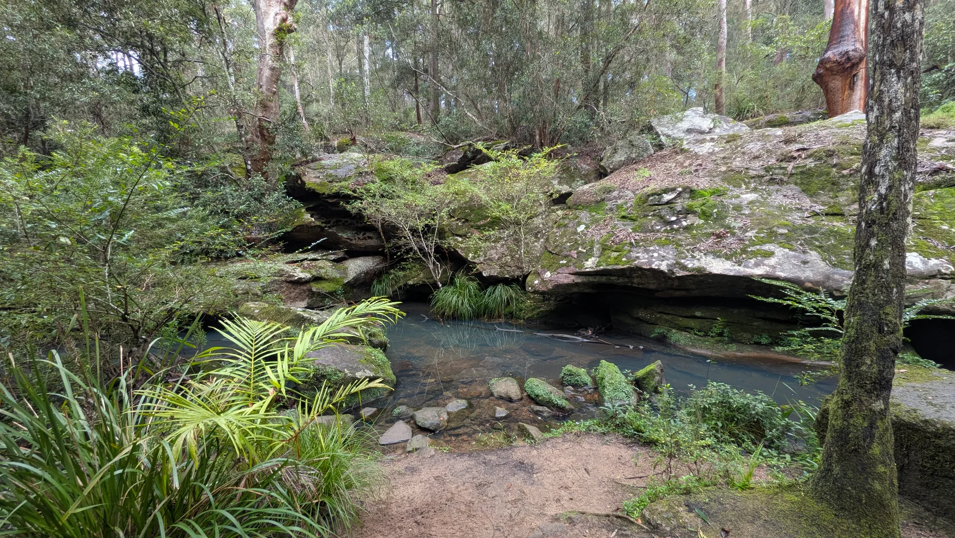 Natural rock pool surrounded by moss-covered sandstone formations and native vegetation, with shallow water and forest canopy providing shade along the walking track.