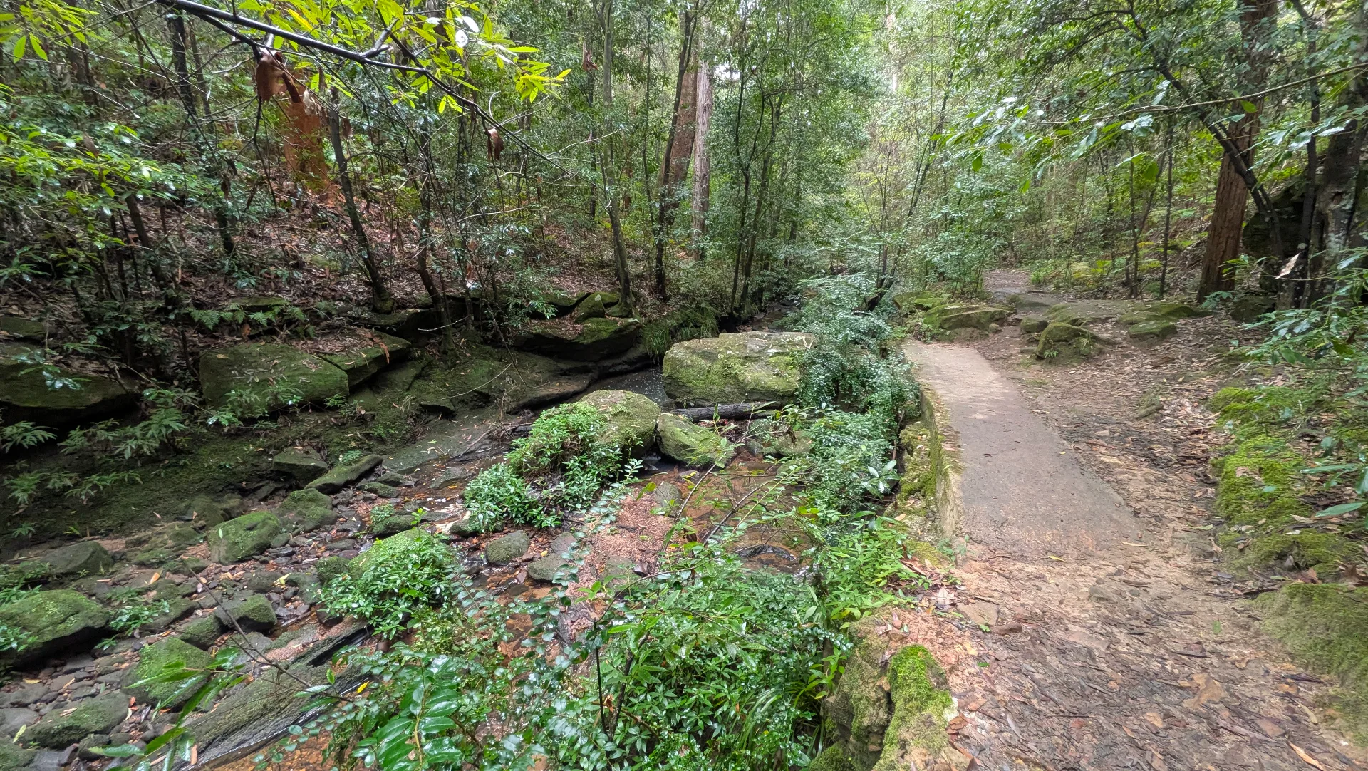 A natural dirt walking trail winds through lush green forest with moss-covered rocks and fallen logs, offering families a shaded bushland adventure.