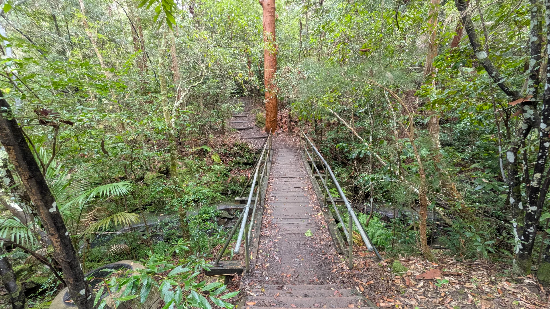 Wooden boardwalk with metal railings winds through lush forest with ferns and native trees, providing an accessible nature trail suitable for families.