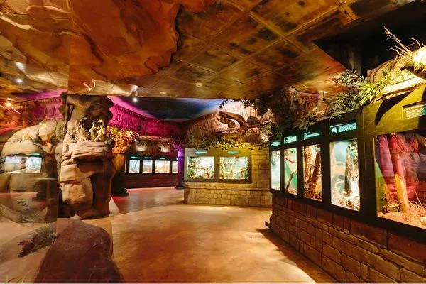 Underground reptile exhibit with cave-like rock ceiling, colorful lighting, and illuminated display cases along stone walls showing various reptile habitats and educational information.