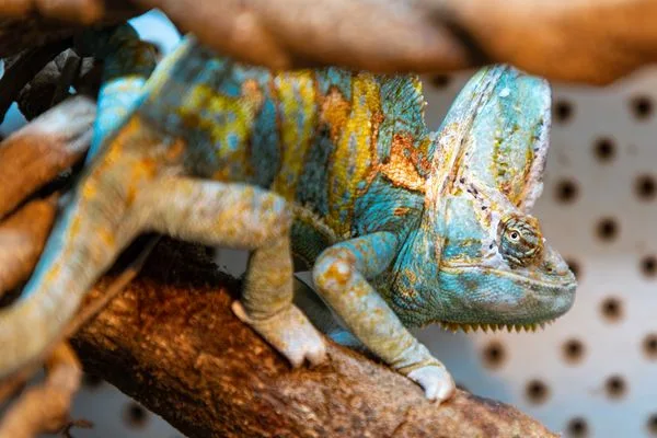 Colorful chameleon with turquoise and orange patterns perched on a branch, displaying the exotic reptiles families can observe at the Australian Reptile Park