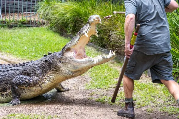 Zookeeper with long stick safely feeds large crocodile with open jaws at Australian Reptile Park during educational demonstration on grass area