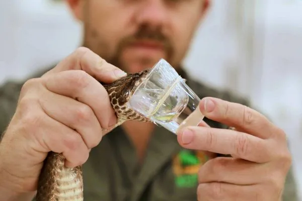 Snake handler at Australian Reptile Park holds up glass container with small snake inside, demonstrating safe wildlife viewing for families