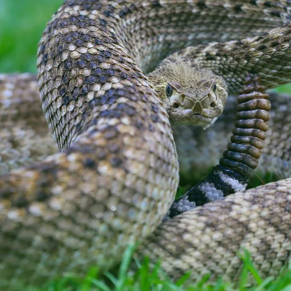 Coiled rattlesnake with distinctive diamond-patterned scales and raised tail displaying its rattle, part of educational wildlife exhibit at Australian Reptile Park.