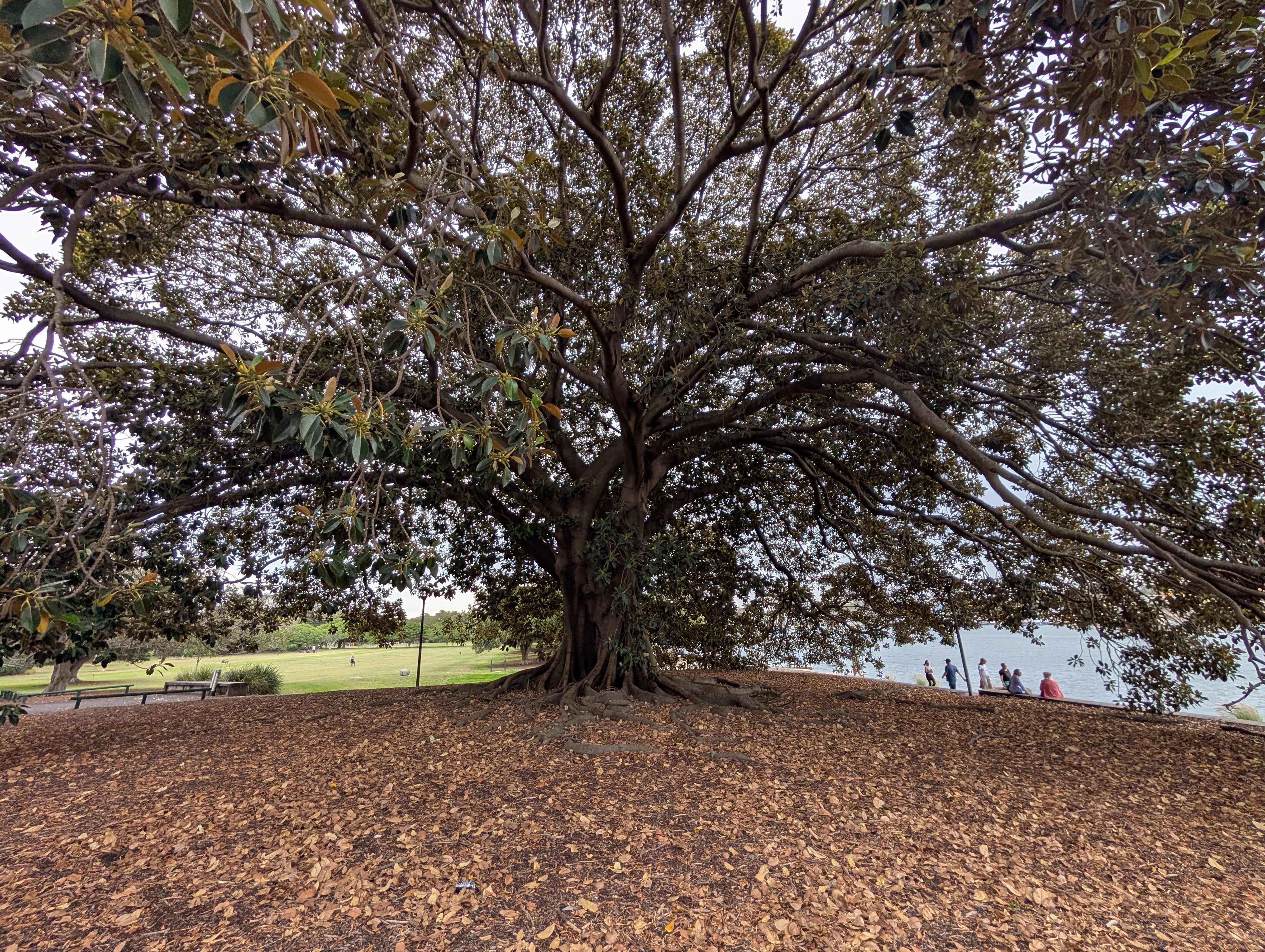 A large Moreton Bay fig tree on the Glebe foreshore beside Bicentennial Park, the kind of mature fig that shades the Jubilee Playground.