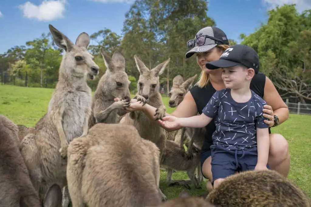 Small child crouched beside a parent in the walk-through kangaroo paddock, hand-feeding a kangaroo from a paper bag with grass and trees in the background.