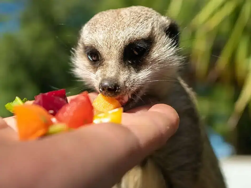 Meerkat standing upright on a sandy rock, alert and looking into the distance, with enclosure foliage behind.