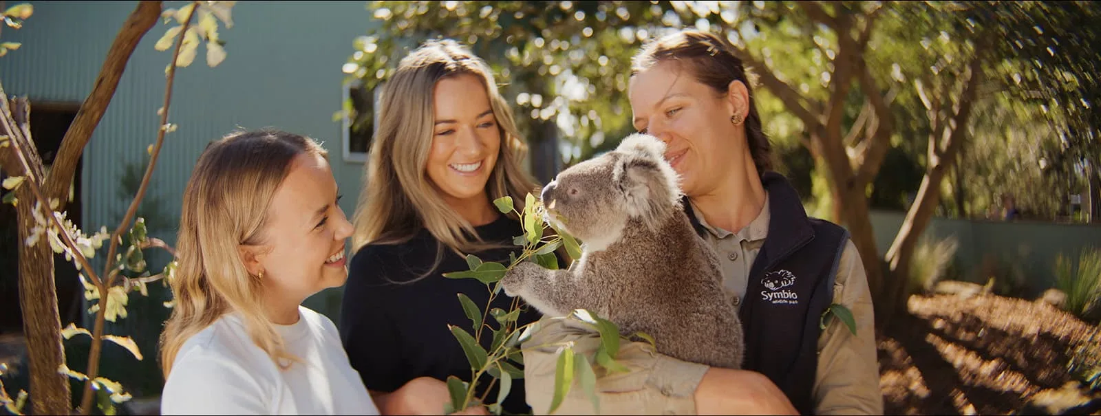 Close-up of a koala clinging to a forked eucalyptus branch with green foliage in the background, used as the park's primary marketing image.