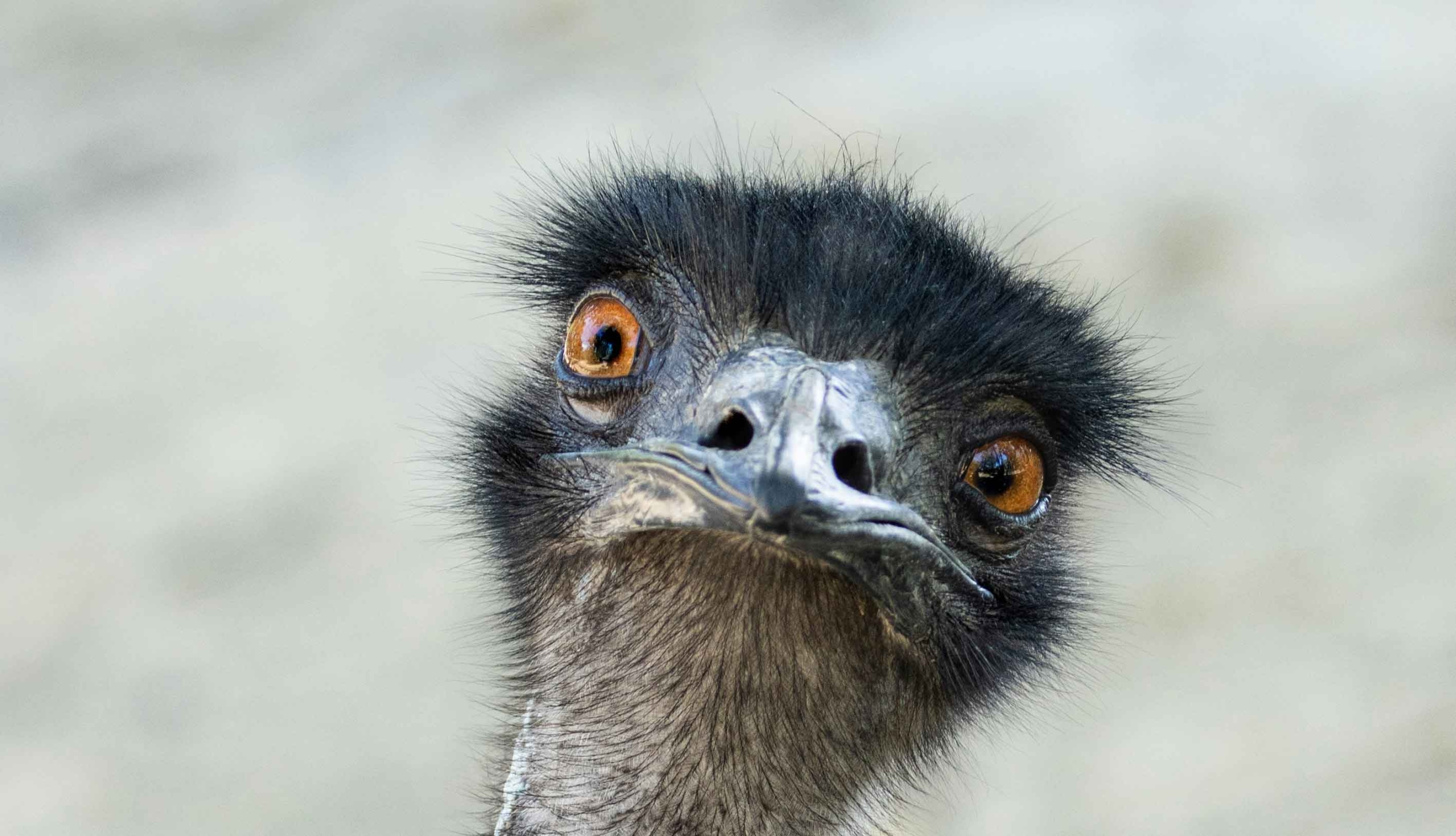 Close-up of an emu's face at Australia Walkabout Wildlife Sanctuary, featuring striking amber eyes and dark feathers — a fascinating up-close wildlife encounter for families.