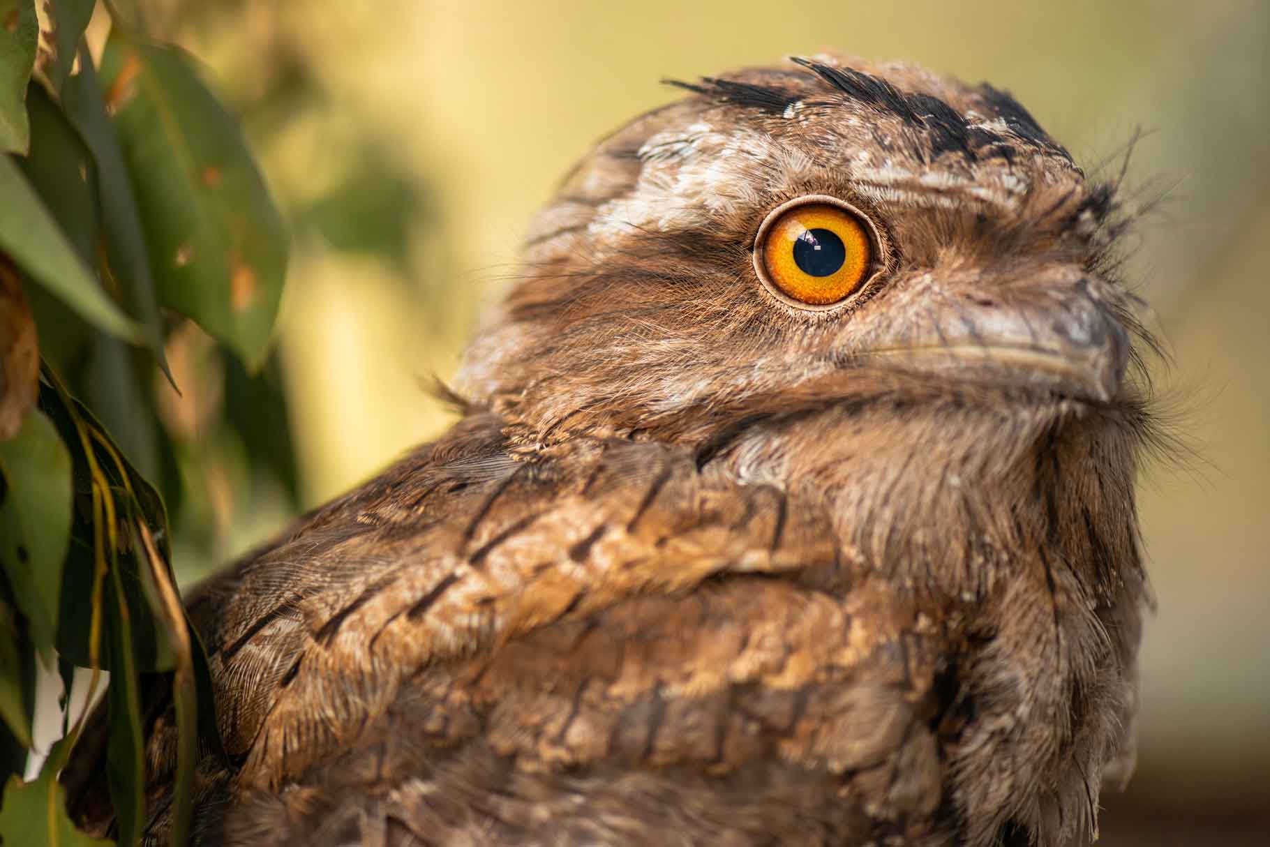A tawny frogmouth at Australia Walkabout Wildlife Sanctuary