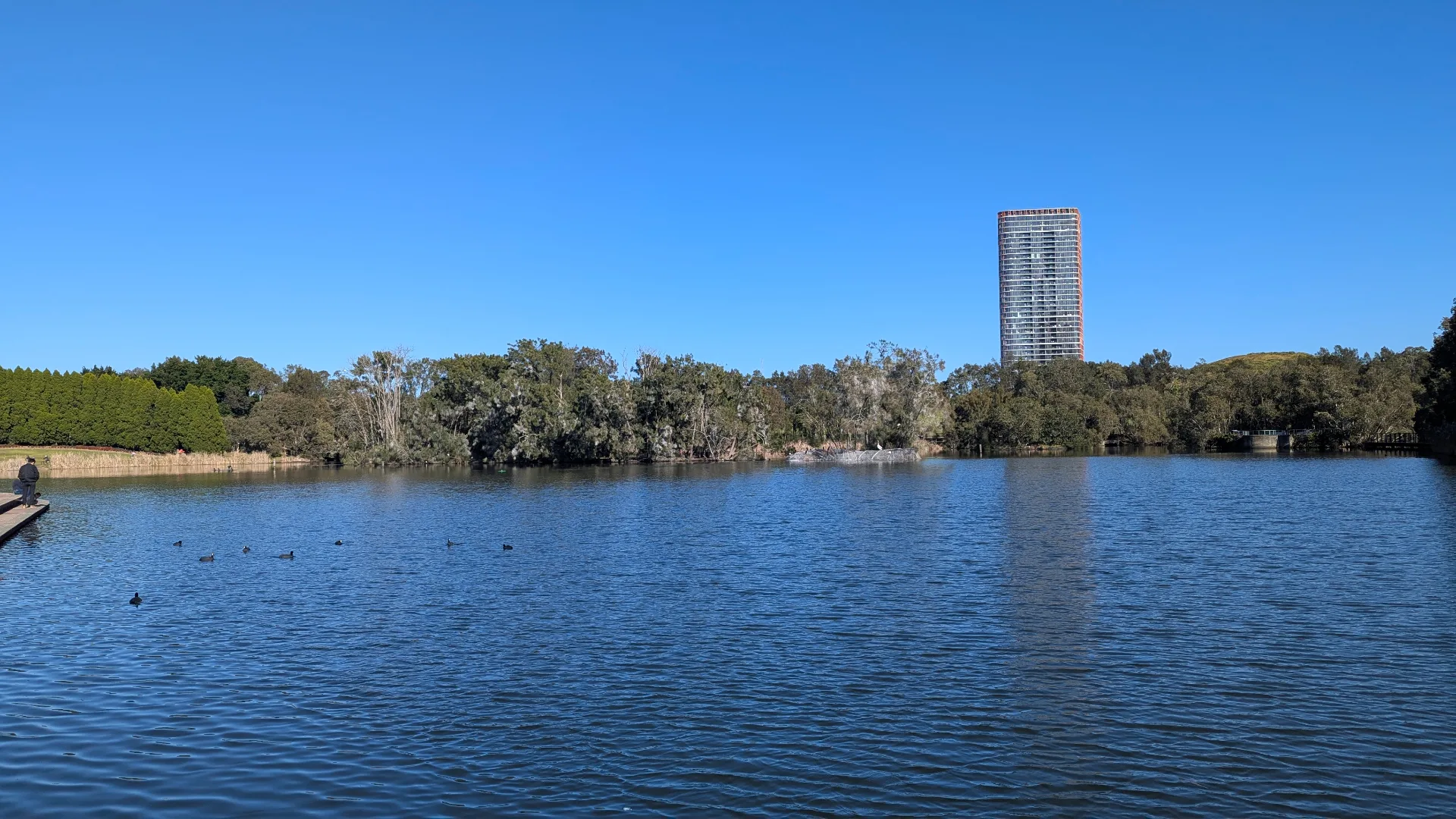 Large blue lake with ducks swimming, surrounded by mature trees and featuring a tall residential building in the distance under clear skies