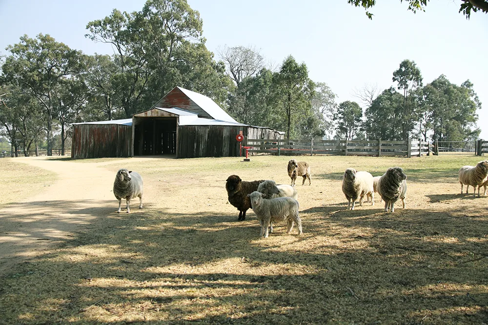 Rustic barn with metal roof surrounded by sheep grazing in a fenced pasture at Bella Vista Farm, with mature trees providing shade in the background.