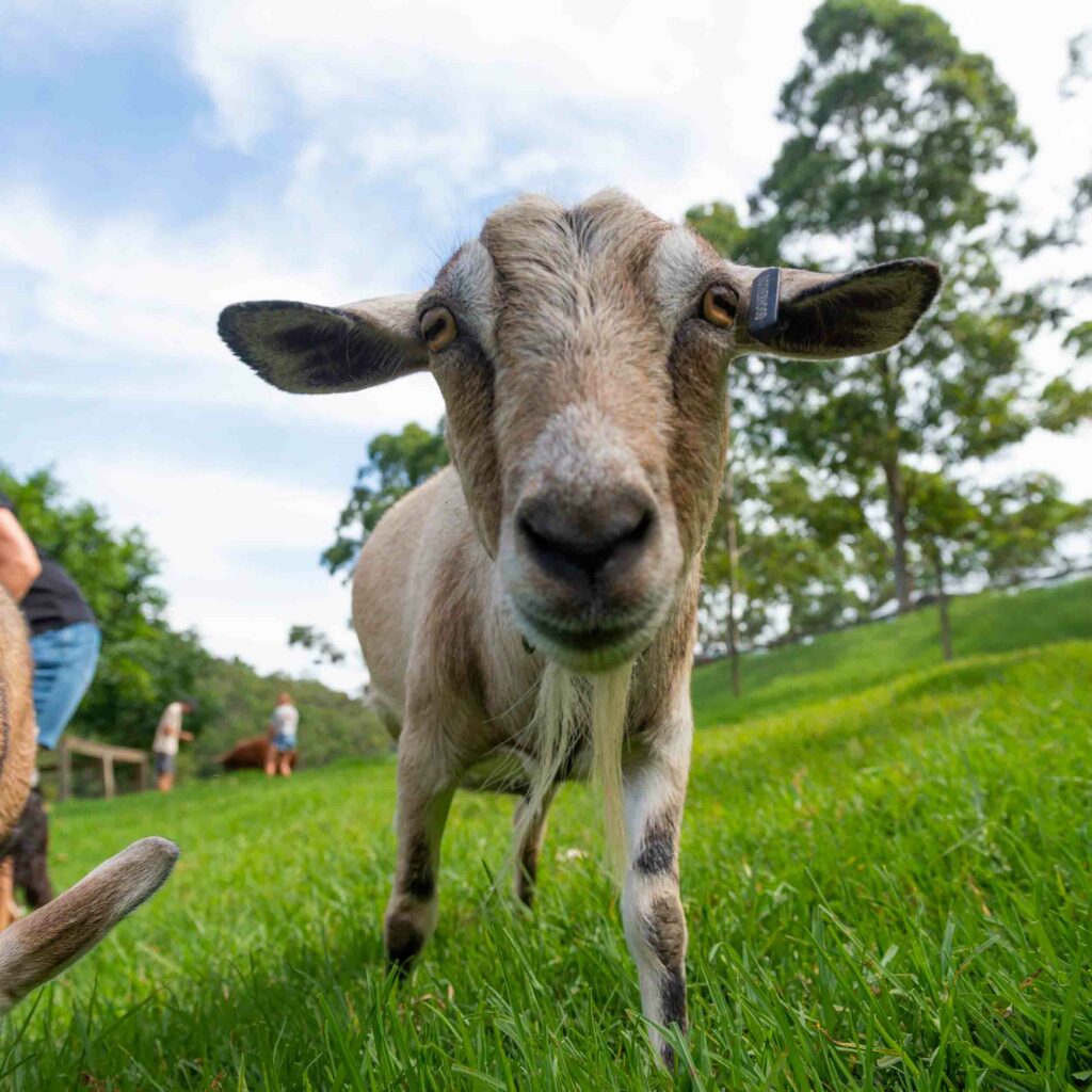 Child with an animal at the Glenworth Valley petting farm