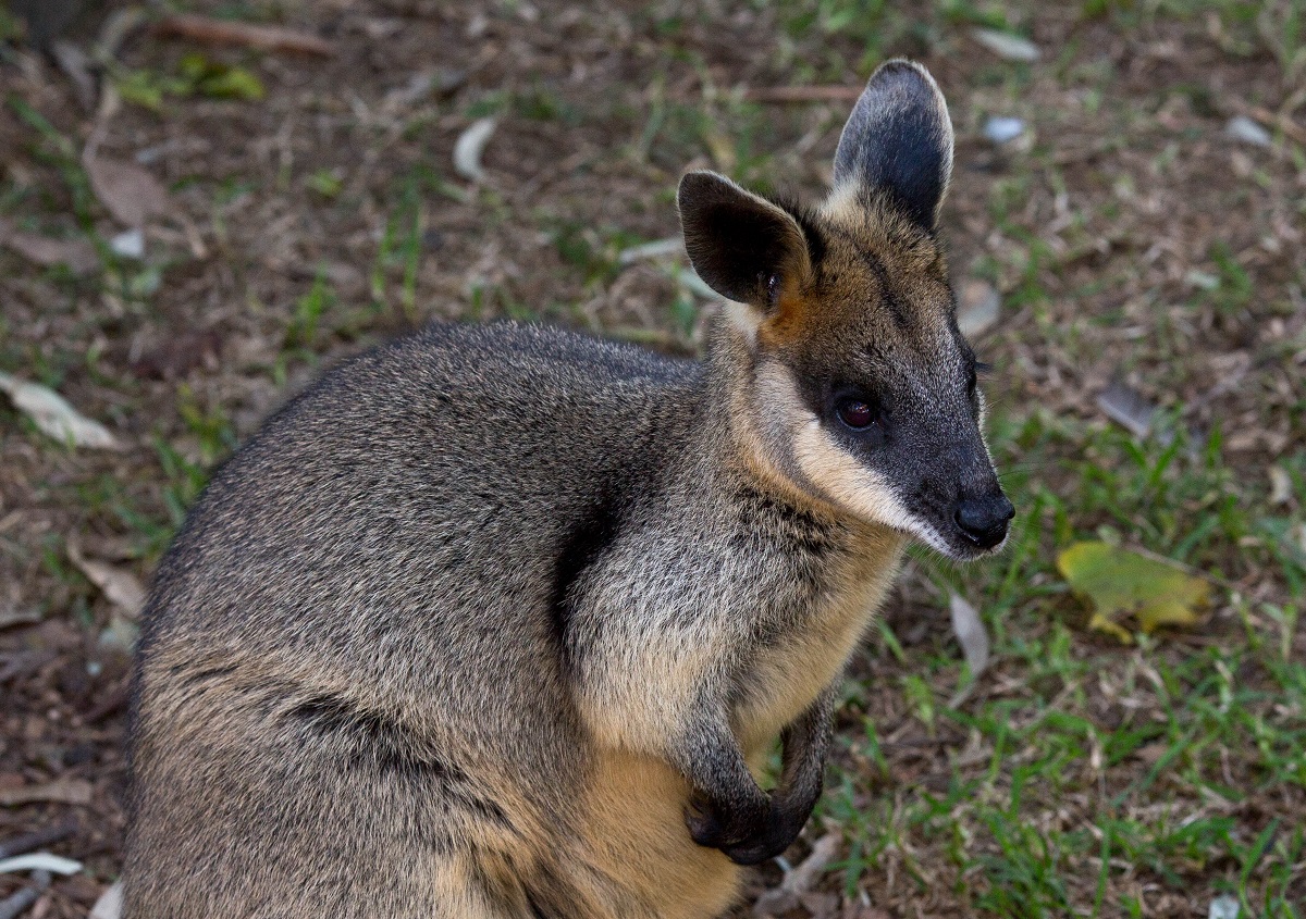 Swamp wallaby standing on grass and leaf litter, facing right, with bushland behind.