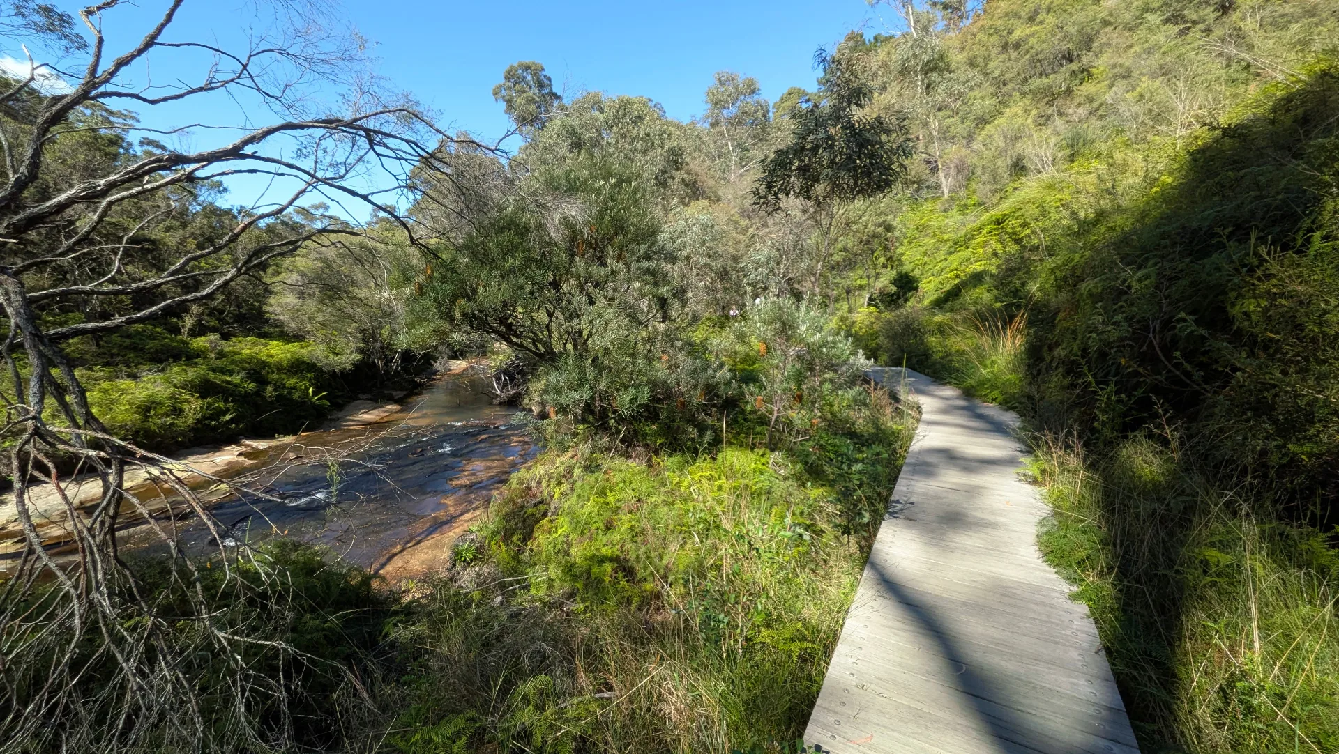 Winding wooden boardwalk follows alongside a flowing creek through lush green bushland with native trees and vegetation under clear blue sky.