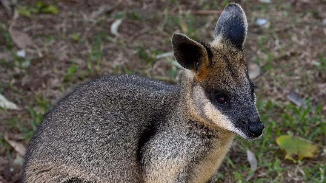 Small wallaby with gray-brown fur and alert ears stands on natural ground surrounded by green vegetation at wildlife exhibit